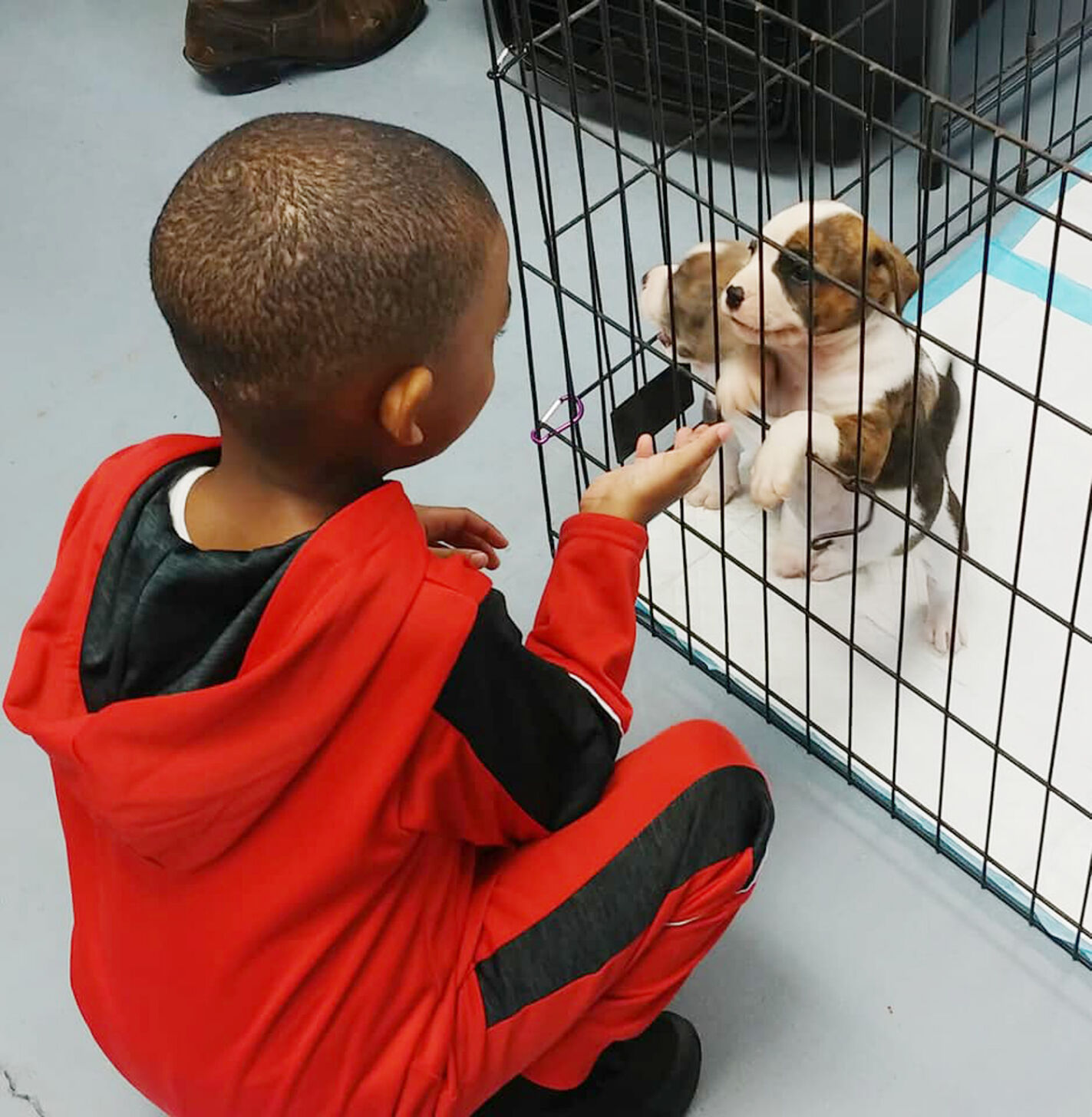 Pet Adoption - GAO.jpg